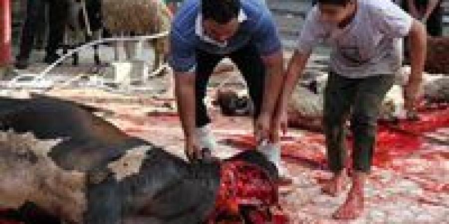 5
      سنوات
      سجن
      و5
      ألف
      جنيه
      غرامة..
      تعرف
      على
      عقوبة
      ذبح
      الأضحية
      في
      الشارع - تكنو بلس