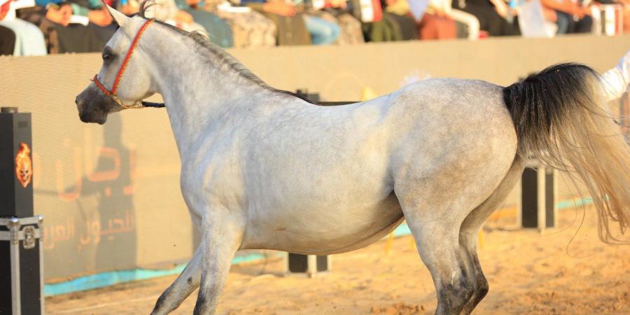 محافظ كفرالشيخ يكرم الفائزين فى ختام مهرجان الخيول العربية الأصيلة
