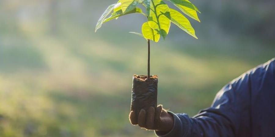 عبارات عن أهمية التشجير - تكنو بلس