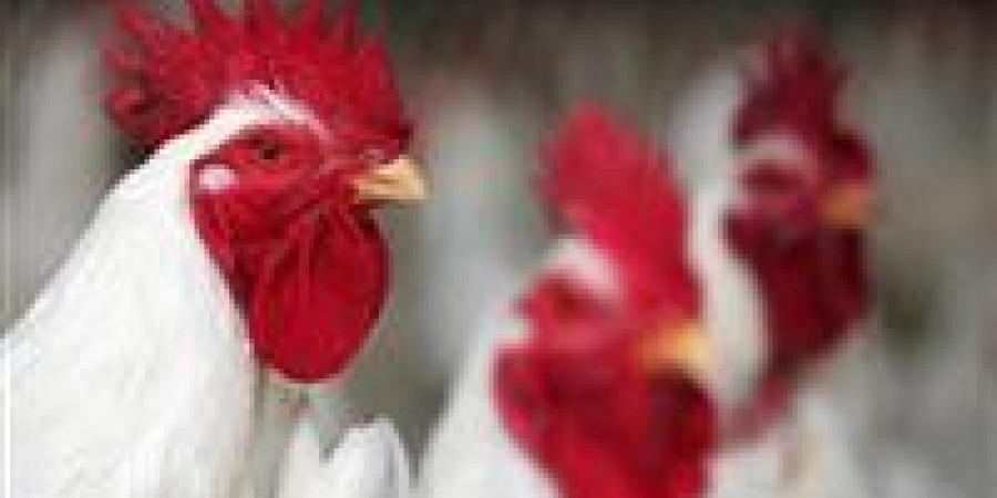 أزمة
      نفوق
      الدواجن..
      أسباب
      وحلول
      خفية
      لحماية
      هذه
      الصناعة - تكنو بلس