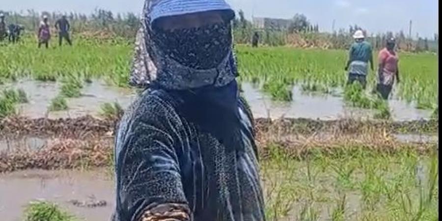 زغاريد وفرحة مزارعي كفر الشيخ مع بداية شتل الأرز.. فيديو صور