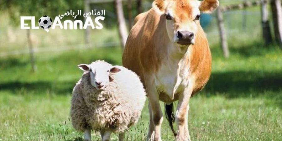 ما
      هو
      الأفضل
      في
      الأُضحيَّة”البقر
      أم
      الغنم
      أم
      الإبل”؟
      -القناص
      الاخباري - تكنو بلس