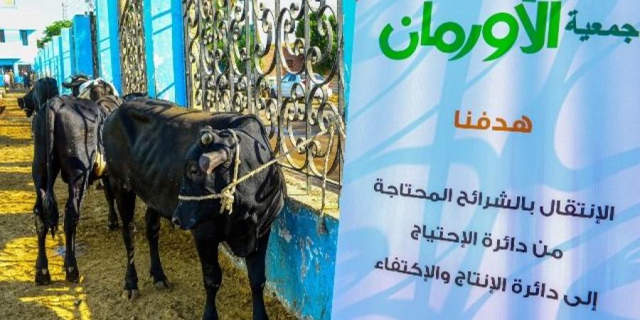 غدا 
البدء
فى
ذبح
45
عجلا
للأضحي
ببني
سويف - تكنو بلس
