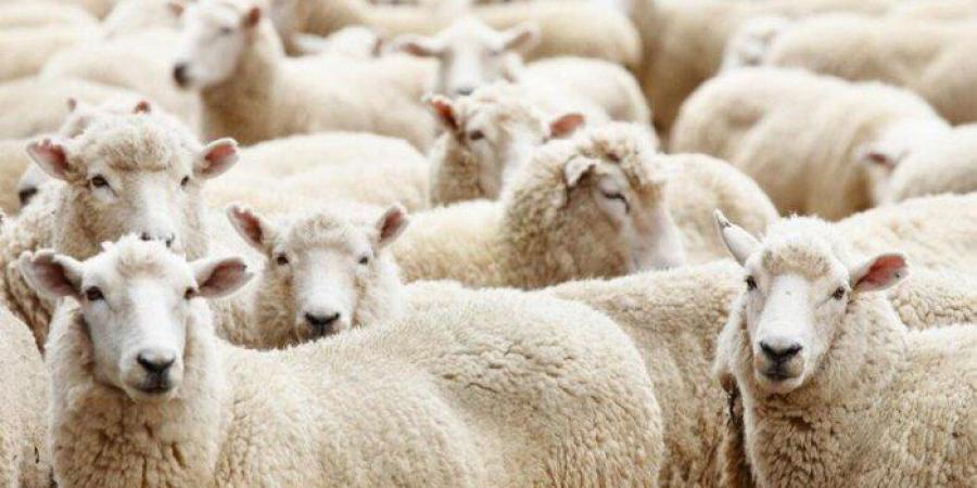 موعد
      ذبح
      الأضحية
      حسب
      الشريعة..
      الإفتاء
      توضح
      الوقت
      الأنسب - تكنو بلس