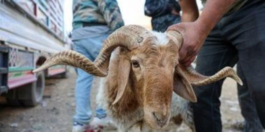 تبرعات الأضاحى.. حين يتحوّل الخير إلى جريمة