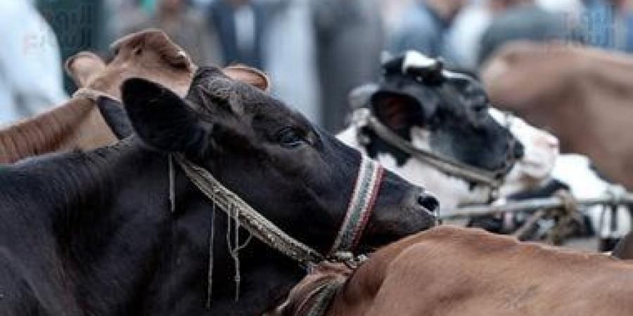 مواطنون يحررون محاضر ضد تاجر مواشى بتهمة الاستيلاء على 3 ملايين جنيه بقنا