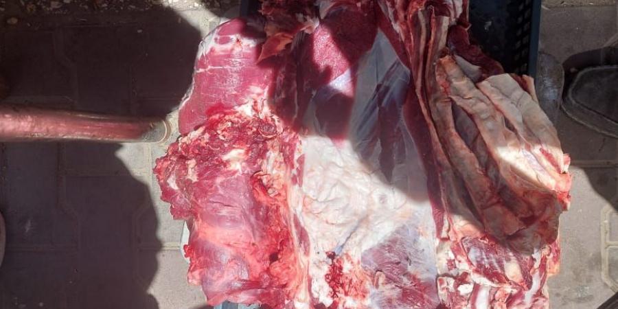 محافظ
أسيوط
يعلن
ضبط
لحوم
مذبوحة
خارج
المجازر
الحكومية - تكنو بلس