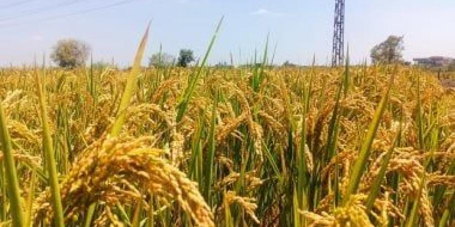 تعرف على استعدادات مديرية الزراعة بالدقهلية لموسم زراعة الأرز