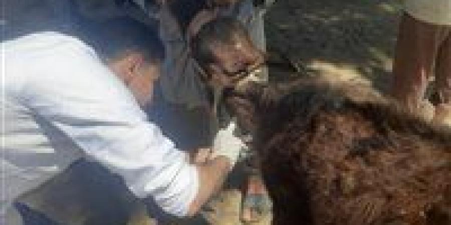 "الزراعة"
      تنفذ
      431
      قافلة
      بيطرية
      مجانية
      لعلاج
      أكثر
      من
      235
      ألف
      رأس
      حيوان
      وطائر - تكنو بلس