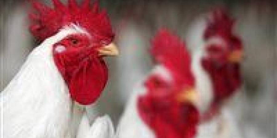 أسعار
      الفراخ
      البيضاْء
      والحمراء
      اليوم
      الأربعاء
      في
      بورصة
      الدواجن - تكنو بلس